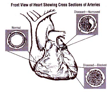 About arteries veins artery health