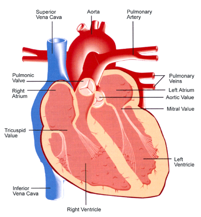 Improving arteries heart health