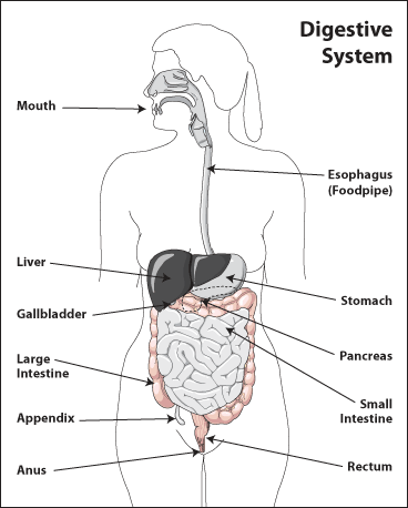 Inflammatory bowel syndrome health resource