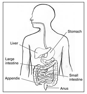 Drawing of the digestive tract. The stomach, liver, large intestine, small intestine, appendix, and anus are labeled.
