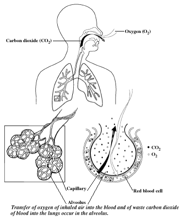 Picture of how the lungs and breathing work