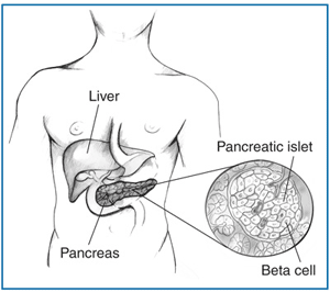 Male torso diagran showing liver and pancreas with enlargement of a pancreatic islet and beta cells