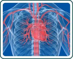 heart disease factors