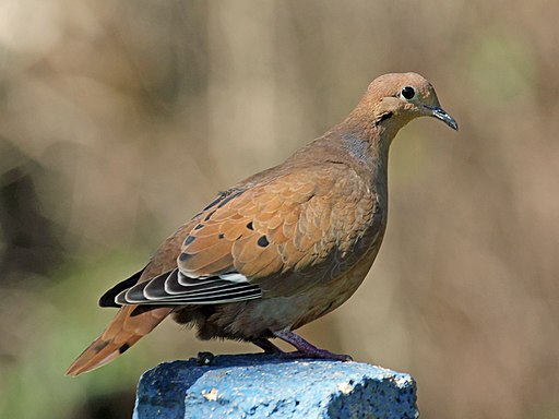 Anguilla Island national bird and name used by ai-registry is a Zenaida Dove