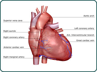 Hardening of the Arteries results in heart disease