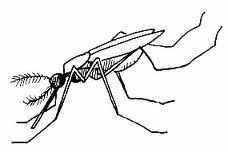 Mosquitoes a.k.a. mosquitos can cause both meningitis and genital herpes complications