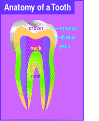 picture of tooth, showing the different parts