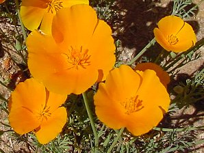 Deer Vally arizona desert wildflowers