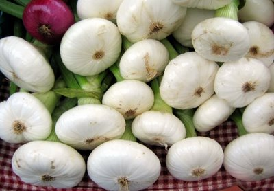 Welcome to cipollini onions information source on great ways to eat and cook cipollini onions!