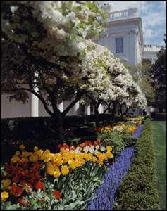 white house rose garden