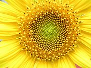 Natural Fibonacci Numbers in a Sunflower