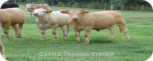 Welcome to cattle trading system information source on cattle trading