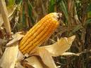 corn supplies information can help your corn trading