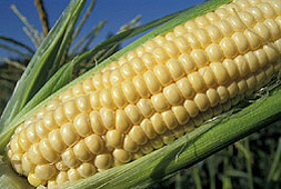 A mature ear-of-corn from a corn farmer
